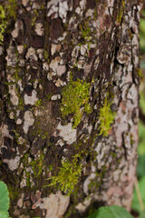 Сlose-up photo of a mossy tree branch in a forest