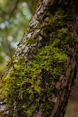Сlose-up photo of a mossy tree branch in a forest