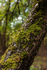 Сlose-up photo of a mossy tree branch in a forest