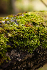 Сlose-up photo of a mossy tree branch in a forest
