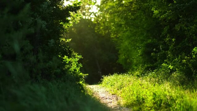 scenic view on Hiking trail walking path in wild green forest. primeval forest road on sunny day with wind. fantasy landscape of misty woods. enchanted magic forest. sunset