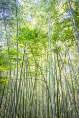 Obraz premium arashiyama bamboo forest, kyoto, arashiyama, japan, tourist spot, bamboo, 