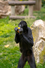 Peruvian spider monkey eating an fruit