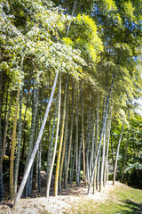 moss temple, saihoji, saiho-ji, kokedera, temple, kyoto, moss, world heritage, tranquility, japan, 