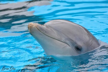 Obraz premium Dolphin in the water