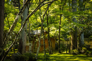 moss temple, saihoji, saiho-ji, kokedera, temple, kyoto, moss, world heritage, tranquility, japan, 