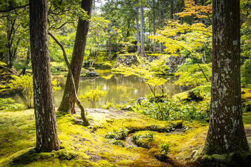 moss temple, saihoji, saiho-ji, kokedera, temple, kyoto, moss, world heritage, tranquility, japan, 