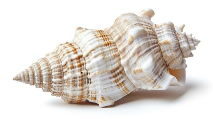 Close up image of a seashell isolated on a white background