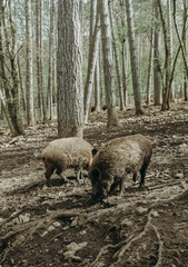 Two wild boars in the forest among the trees.