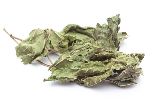 Close-up of Dry Gymnema or Gurmar (Gymnema sylvestre) leaves, isolated on a white background. Front view.