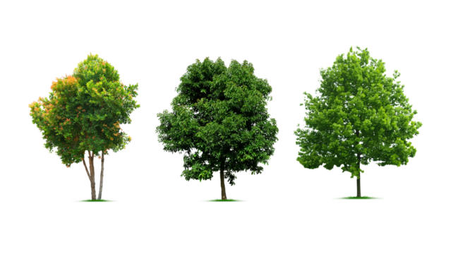 Pile of cypress trees that known for their strength and elegance, conical shapes, isolated on transparent background