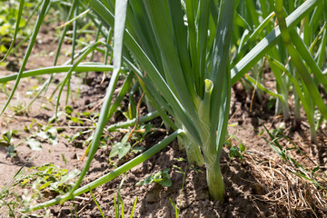 A bed of green onions in the ground
