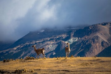 patagonia salvaje
