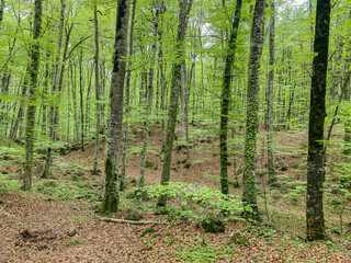 Obraz premium Beech tree forest in bloom with beautiful green leaves in Olot, Girona, Catalonia