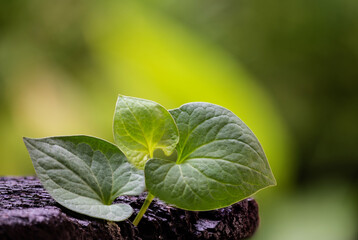 Houttuynia cordata branch green leaves on natural background.