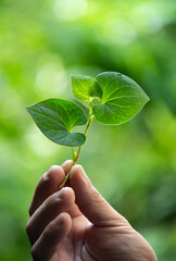 Houttuynia cordata branch green leaves in hand men on natural background.