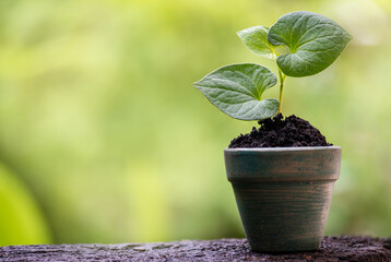 Grow outtuynia cordata organic vegetables in the garden to eat.