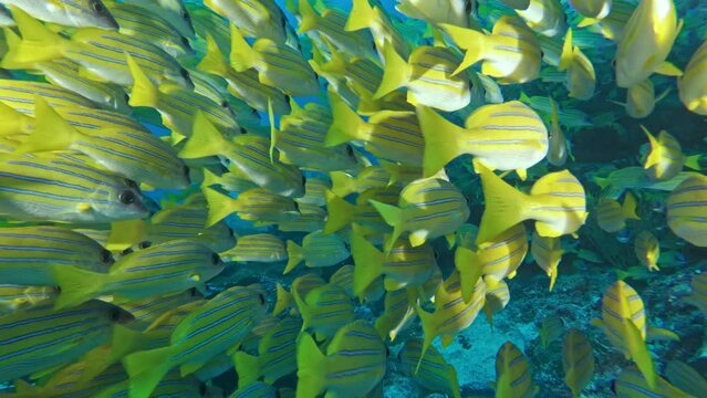 Swimming through yellowtail snappers shoaling underwater close up. Exotic fish species school undersea close view background