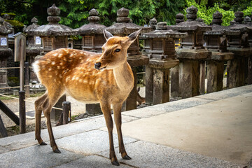 kasuga taisha shrine, nara, temple, lanterns, moss, stone lanterns, park, japan, asia, deer, sika deer, sacred