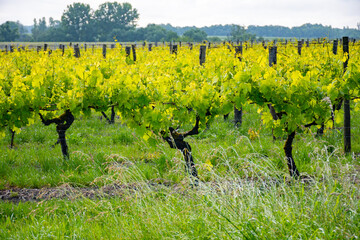 Summer on vineyards of Cognac white wine region, Charente, white ugni blanc grape uses for Cognac...
