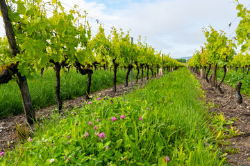 Summer on vineyards of Cognac white wine region, Charente, white ugni blanc grape uses for Cognac...