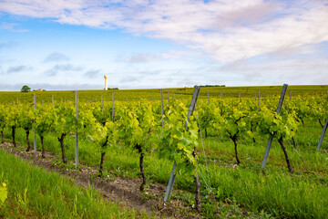 Summer on vineyards of Cognac white wine region, Charente, white ugni blanc grape uses for Cognac...