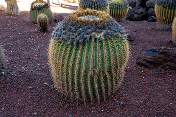Botanical garden with different tropical succulent plants green cactuses close up