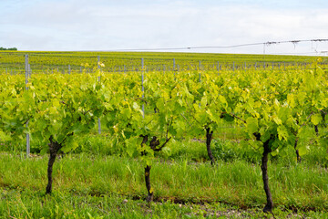 Summer on vineyards of Cognac white wine region, Charente, white ugni blanc grape uses for Cognac...