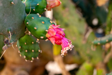 Small green yellow flowers of blossoming cactus plant