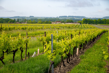 Summer on vineyards of Cognac white wine region, Charente, white ugni blanc grape uses for Cognac...