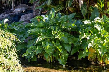 Plants of white calla lily flowers growing around garden pond