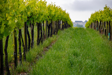 Summer on vineyards of Cognac white wine region, Charente, white ugni blanc grape uses for Cognac...