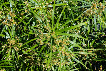 Ancient flora, green papyrus plant growing in water