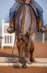 Roan Horse trail obstacle  © Terri Cage 