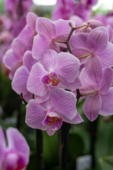 Blossom of colorful tropical decorative orchids flowers close up