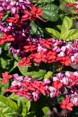 Pink flowers of clerodendrum thomsoniae bleeding glory-bower blossoming plant