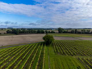 Summer on vineyards of Cognac white wine region, Charente, white ugni blanc grape uses for Cognac...