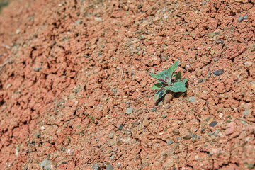 Dried cracked earth with a lonely plant, life in arid places, lack of water in the regions, copy space for text