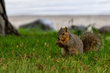 Squirrel in the park eating