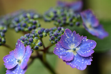 アジサイの花