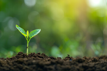 Fototapeta premium A tiny plant is emerging from the soil, growing steadily