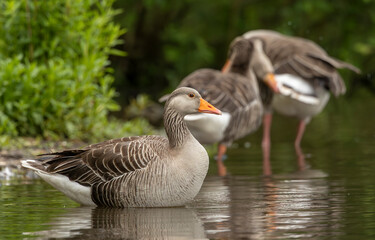 greylag geese anser anser resting by a tranquil pond