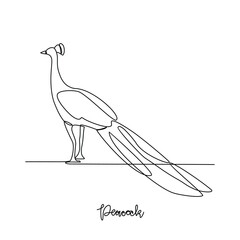 One continuous line drawing of Peacock vector illustration. Poultry and bird animal themes in simple continuous line design concept. Poultry refer to domesticated birds raised for their meat, eggs.