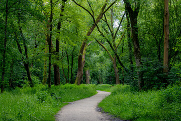 Park and outdoor concept, Spring landscape with pathway into through the wood, New young green leaves on twig in the forest, Rows of big trees trunks along the walkways, Nature greenery background.
