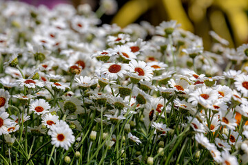 Selective focus of white flowers with green leaves in garden, Rhodanthemum hosmariense, The...