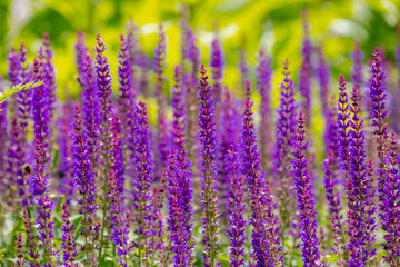 Selective focus purple blue flowers of Salvia nemorosa full blooming in the garden with warm...