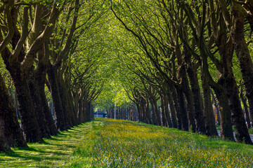 Yellow flowers buttercup growing in between the road with tree trunks as tunnel, Spring landscape with new green leaves brances of the trees along the both side of the street, Nature floral background