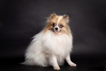 studio portrait of a cute furry white spitz pomeranian dog on black dark background sitting and looking at camera with copy space