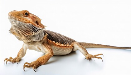 Bearded dragon lizard - Pogona vitticeps - a reptile household pet.  The name refers to the underside of the throat and have broad, triangular heads, flattened bodies. Isolated on white background