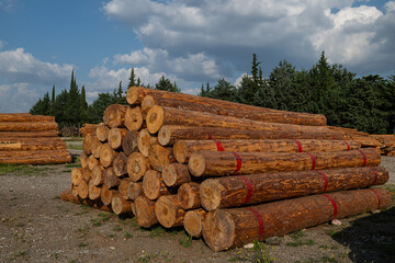 Felled trees stacked in the forest store © TAMER YILMAZ